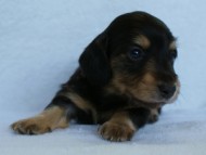 2012.3.5生まれ「エルナの子」ブラック＆タン　男の子　子犬