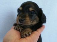 2012.3.5生まれ「エルナの子」ブラック＆タン　男の子　子犬