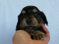 2012.3.5生まれ「エルナの子」ブラック＆タン　男の子　子犬