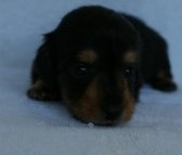 2012.3.5生まれ「エルナの子」ブラック＆タン　男の子　子犬