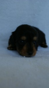 2012.3.5生まれ「エルナの子」ブラック&タン 男の子 子犬 2012.3.5生まれ「エルナの子」ブラック&タン 男の子 子犬