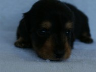 2012.3.5生まれ「エルナの子」ブラック＆タン　男の子　子犬
