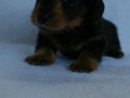 2012.3.5生まれ「エルナの子」ブラック＆タン　男の子　子犬