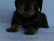 2012.3.5生まれ「エルナの子」ブラック＆タン　男の子　子犬