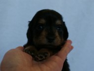 2012.3.5生まれ「エルナの子」ブラック＆タン　男の子　子犬