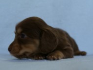 2012.3.4生まれ「エルナの子」チョコ＆クリーム　女の子　子犬