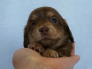 2012.3.4生まれ「エルナの子」チョコ＆クリーム　女の子　子犬