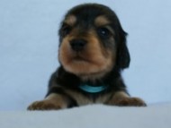 2012.3.5生まれ「さくらの子」ブラック＆クリーム　男の子　子犬