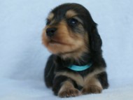 2012.3.5生まれ「さくらの子」ブラック＆クリーム　男の子　子犬