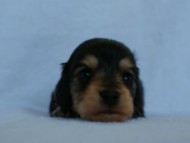 2012.3.5生まれ「さくらの子」ブラック＆クリーム　男の子　子犬