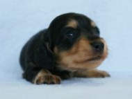 2012.3.5生まれ「さくらの子」ブラック＆クリーム　男の子