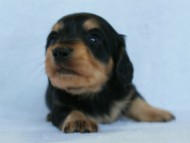 2012.3.5生まれ「さくらの子」ブラック＆クリーム　男の子