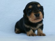 2012.3.5生まれ「さくらの子」ブラック＆クリーム　男の子