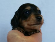 2012.3.5生まれ「さくらの子」ブラック＆クリーム　男の子　子犬