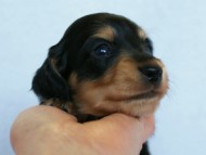 2012.3.5生まれ「さくらの子」ブラック＆クリーム　男の子　子犬