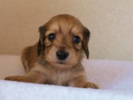 2012.3.11生まれ「ユジンの子」シューデットクリーム　子犬　男の子