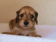 2012.3.11生まれ「ユジンの子」シューデットクリーム　子犬　男の子