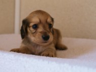 2012.3.11生まれ「ユジンの子」シューデットクリーム　子犬　男の子