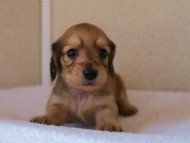 2012.3.11生まれ「ユジンの子」シューデットクリーム　子犬　男の子