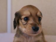 2012.3.11生まれ「ユジンの子」シューデットクリーム　子犬　男の子