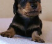 2012.3.11生まれ「ユジンの子」ブラック&クリーム　子犬　男の子　