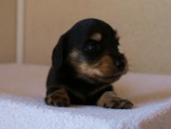 2012.3.11生まれ「ユジンの子」ブラック&クリーム　子犬　男の子　