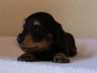 2012.3.11生まれ「ユジンの子」ブラック&クリーム　子犬　男の子　