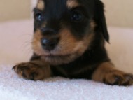 2012.3.11生まれ「ユジンの子」ブラック&クリーム　子犬　男の子　