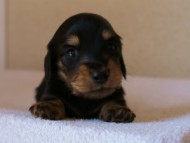 2012.3.11生まれ「ユジンの子」ブラック&クリーム　子犬　男の子　