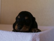 2012.3.11生まれ「シャーディーの子」ブラック&クリーム　子犬　男の子