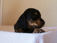 2012.3.11生まれ「シャーディーの子」ブラック&クリーム　子犬　男の子