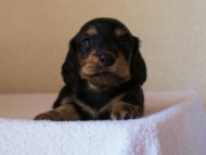 2012.3.11生まれ「シャーディーの子」ブラック&クリーム　子犬　男の子