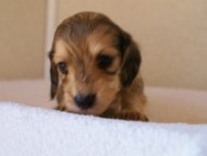 2012.3.11生まれ「シャーディーの子」シューデットクリーム　子犬　男の子