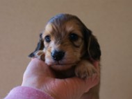 2012.3.11生まれ「シャーディーの子」シューデットクリーム　子犬　男の子
