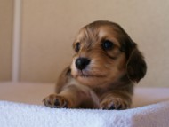 2012.3.11生まれ「シャーディーの子」シューデットクリーム　子犬　男の子