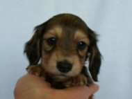 2012.2.29生まれ「ハナビの子」 シューデットクリーム男の子 　オーナーさん募集中♪