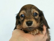 2012.2.29生まれ「ハナビの子」シューデットクリーム　子犬　男の子