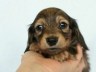 2012.2.29生まれ「ハナビの子」シューデットクリーム　子犬　男の子