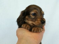 2012.2.29生まれ「ハナビの子」シューデットクリーム　子犬　男の子