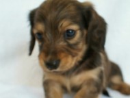 2012.2.29生まれ「ハナビの子」シューデットクリーム　子犬　男の子