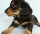 2012.2.29生まれ「ハナビの子」ブラック＆クリーム　女の子