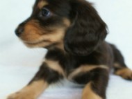 2012.2.29生まれ「ハナビの子」ブラック＆クリーム　女の子