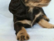 2012.2.29生まれ「ハナビの子」ブラック＆クリーム　女の子