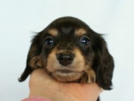 2012.2.29生まれ「ハナビの子」ブラック＆クリーム　女の子