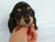 2012.2.29生まれ「ハナビの子」ブラック＆クリーム　女の子