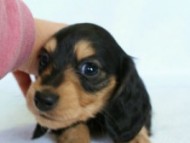 2012.2.29生まれ「ハナビの子」ブラック＆クリーム　女の子　