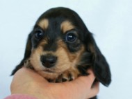 2012.2.29生まれ「ハナビの子」ブラック＆クリーム　女の子　