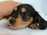 2012.2.29生まれ「ハナビの子」ブラック＆クリーム　女の子　