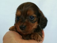 2012.3.3生まれ「ももの子」シューデットレット　子犬　男の子