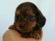 2012.3.3生まれ「ももの子」シューデットレット　子犬　男の子